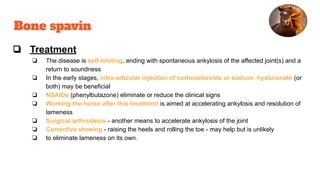 Bone spavin
❏ Treatment
❏ The disease is self-limiting, ending with spontaneous ankylosis of the affected joint(s) and a
return to soundness
❏ In the early stages, intra-articular injection of corticosteroids or sodium hyaluronate (or
both) may be beneficial
❏ NSAIDs (phenylbutazone) eliminate or reduce the clinical signs
❏ Working the horse after this treatment is aimed at accelerating ankylosis and resolution of
lameness
❏ Surgical arthrodesis - another means to accelerate ankylosis of the joint
❏ Corrective shoeing - raising the heels and rolling the toe - may help but is unlikely
❏ to eliminate lameness on its own.
 