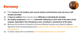 Sweeney
❏ If the trauma is not evident, pain may be absent, and lameness may not occur until
atrophy develops
❏ If injury is evident, there may be some diﬃculty in extending the shoulder
❏ As atrophy progresses, there is a noticeable hollowing on each side of the spine of the
scapula, especially in the infraspinous area, resulting in prominence of the spine
❏ Because the tendons of insertion of the two aﬀected muscles act as lateral collateral
ligaments to the humeroscapular joint, atrophy of the muscles leads to a looseness in the
shoulder joint
❏ In severe cases, this is sometimes erroneously diagnosed as a dislocation
 