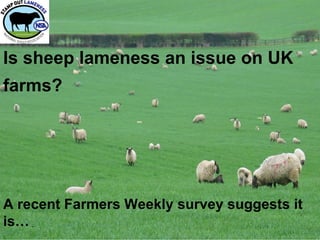 Is sheep lameness an issue on UK
farms?




A recent Farmers Weekly survey suggests it
is…
 