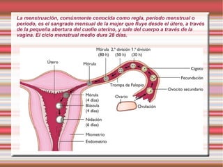La menstruación, comúnmente conocida como regla, período menstrual o
período, es el sangrado mensual de la mujer que fluye desde el útero, a través
de la pequeña abertura del cuello uterino, y sale del cuerpo a través de la
vagina. El ciclo menstrual medio dura 28 días.
 
