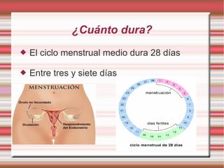 ¿Cuánto dura?
   El ciclo menstrual medio dura 28 días

   Entre tres y siete días
 