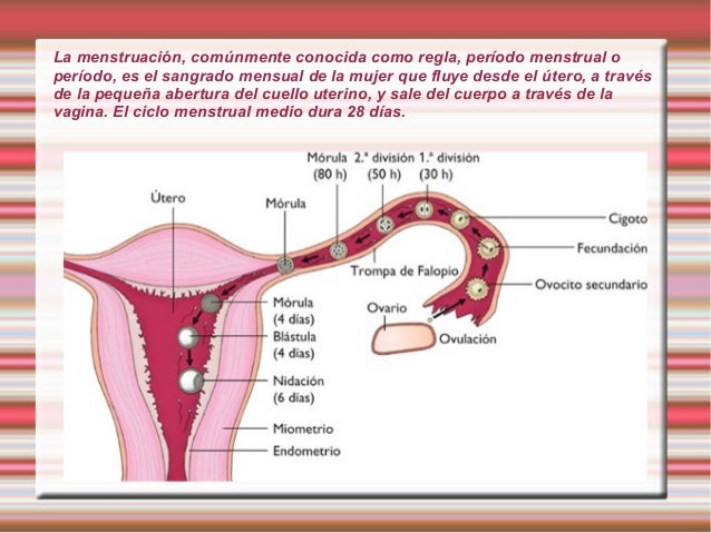 La menstruación