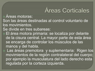  Áreas motoras:
Son las áreas destinadas al control voluntario de
los movimientos.
Se divide en tres subareas:
 El área motora primaria: se localiza por delante
de la cisura central. La mayor parte de esta área
se encarga de controlar los músculos de las
manos y del habla.
 Las áreas premotora y suplementaria: Rigen los
movimientos de la región contralateral del cuerpo;
por ejemplo la musculatura del lado derecho esta
regulada por la corteza izquierda.
 