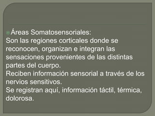 Áreas Somatosensoriales:
Son las regiones corticales donde se
reconocen, organizan e integran las
sensaciones provenientes de las distintas
partes del cuerpo.
Reciben información sensorial a través de los
nervios sensitivos.
Se registran aquí, información táctil, térmica,
dolorosa.
 
