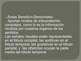 Áreas Sensitivo-Sensoriales:
Aportan niveles de interpretación
complejos, como lo es la información
recibida por nuestros órganos de los
sentidos.
Las señales visuales están representadas
en el lóbulo occipital, las auditivas en el
lóbulo temporal, las gustativas en el lóbulo
parietal, y las olfatorias ocupan la parte
media del lóbulo temporal.
 