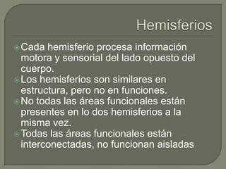 Cada hemisferio procesa información
motora y sensorial del lado opuesto del
cuerpo.
Los hemisferios son similares en
estructura, pero no en funciones.
No todas las áreas funcionales están
presentes en lo dos hemisferios a la
misma vez.
Todas las áreas funcionales están
interconectadas, no funcionan aisladas
 