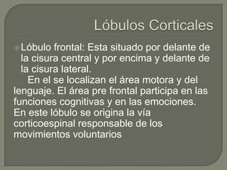 Lóbulo frontal: Esta situado por delante de
la cisura central y por encima y delante de
la cisura lateral.
En el se localizan el área motora y del
lenguaje. El área pre frontal participa en las
funciones cognitivas y en las emociones.
En este lóbulo se origina la vía
corticoespinal responsable de los
movimientos voluntarios
 