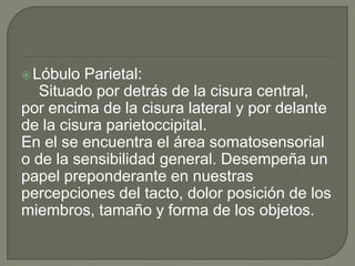 Lóbulo Parietal:
Situado por detrás de la cisura central,
por encima de la cisura lateral y por delante
de la cisura parietoccipital.
En el se encuentra el área somatosensorial
o de la sensibilidad general. Desempeña un
papel preponderante en nuestras
percepciones del tacto, dolor posición de los
miembros, tamaño y forma de los objetos.
 