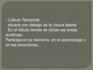 Lóbulo Temporal:
situado por debajo de la cisura lateral
Es el lóbulo donde se sitúan las áreas
auditivas.
Participa en la memoria, en el aprendizaje y
en las emociones.
 