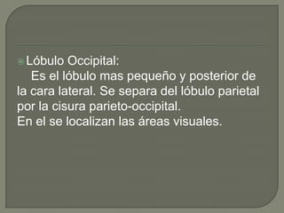 Lóbulo Occipital:
Es el lóbulo mas pequeño y posterior de
la cara lateral. Se separa del lóbulo parietal
por la cisura parieto-occipital.
En el se localizan las áreas visuales.
 