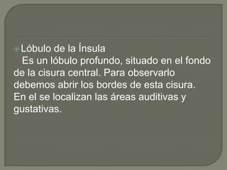 Lóbulo de la Ínsula
Es un lóbulo profundo, situado en el fondo
de la cisura central. Para observarlo
debemos abrir los bordes de esta cisura.
En el se localizan las áreas auditivas y
gustativas.
 