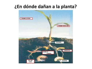¿En dónde dañan a la planta?
 