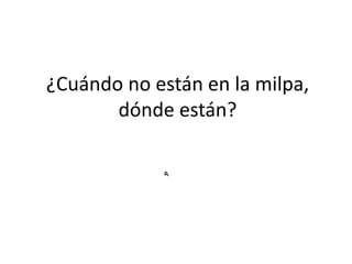 ¿Cuándo no están en la milpa,
       dónde están?
 