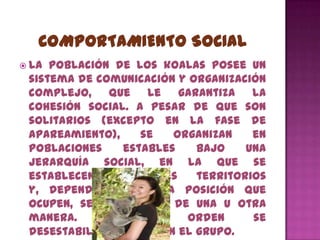  La población de los koalas posee un
 sistema de comunicación y organización
 complejo, que le garantiza la
 cohesión social. A pesar de que son
 solitarios (excepto en la fase de
 apareamiento),      se   organizan    en
 poblaciones      estables    bajo    una
 jerarquía social, en la que se
 establecen    diferentes     territorios
 y, dependiendo de la posición que
 ocupen, se comportan de una u otra
 manera.      Si      el    orden      se
 desestabiliza, influye en el grupo.
 