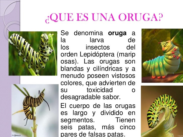 Para La Metamorfosis La Oruga Forma Una La metamorfosis arreglada