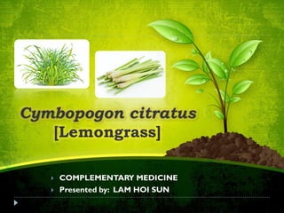 Cymbopogon citratus
[Lemongrass]
 COMPLEMENTARY MEDICINE
 Presented by: LAM HOI SUN
 
