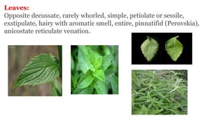 Leaves:
Opposite decussate, rarely whorled, simple, petiolate or sessile,
exstipulate, hairy with aromatic smell, entire, pinnatifid (Perovskia),
unicostate reticulate venation.
 