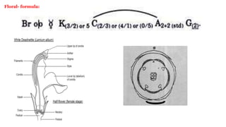 Floral- formula:
 