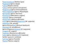 •black horehound (Ballota nigra)
•bugleweed (genus Ajuga)
•catnip (Nepeta cataria)
•coleus (various genera and species)
•dragonhead (genus Dracocephalum)
•false dragonhead (genus Physostegia)
•germander (genus Teucrium)
•horehound (Marrubium vulgare)
•lavender (genus Lavandula)
•lemon balm (Melissa officinalis)
•mint (genus Mentha)peppermint (M. ×piperita)
•spearmint (M. spicata)
•genus Ocimumbasil (Ocimum basilicum)
•holy basil (O. tenuiflorum)
•genus Origanummarjoram (O. majorana)
•oregano (O. vulgare)
•rosemary (Rosmarinus officinalis)
•salvia (genus Salvia)chia (S. hispanica)
•winter savory (S. montana)
•self-heal (genus Prunella)
•thyme (Thymus vulgaris)
 