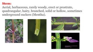 Lamiaceae | PPTX