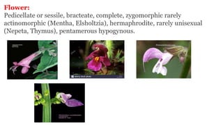 Flower:
Pedicellate or sessile, bracteate, complete, zygomorphic rarely
actinomorphic (Mentha, Elsholtzia), hermaphrodite, rarely unisexual
(Nepeta, Thymus), pentamerous hypogynous.
 