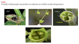 Fruit:
Usually schizocarpic carcerulus or achenes or nutlets rarely drupaceous.
 
