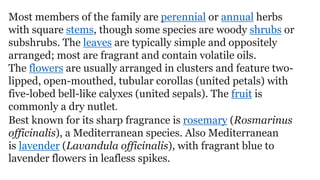 Most members of the family are perennial or annual herbs
with square stems, though some species are woody shrubs or
subshrubs. The leaves are typically simple and oppositely
arranged; most are fragrant and contain volatile oils.
The flowers are usually arranged in clusters and feature two-
lipped, open-mouthed, tubular corollas (united petals) with
five-lobed bell-like calyxes (united sepals). The fruit is
commonly a dry nutlet.
Best known for its sharp fragrance is rosemary (Rosmarinus
officinalis), a Mediterranean species. Also Mediterranean
is lavender (Lavandula officinalis), with fragrant blue to
lavender flowers in leafless spikes.
 