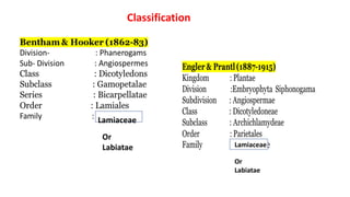 Lamiaceae
Lamiaceae
Classification
Or
Labiatae
Or
Labiatae
 