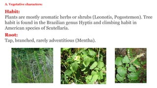 A. Vegetative characters:
Habit:
Plants are mostly aromatic herbs or shrubs (Leonotis, Pogostemon). Tree
habit is found in the Brazilian genus Hyptis and climbing habit in
American species of Scutellaria.
Root:
Tap, branched, rarely adventitious (Mentha).
 