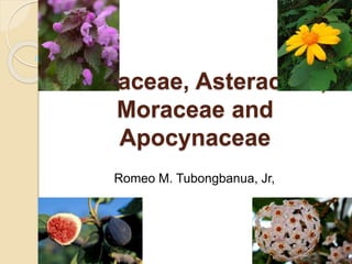 Lamiaceae, Asteraceae,
Moraceae and
Apocynaceae
Romeo M. Tubongbanua, Jr,
 