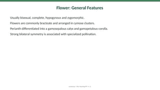 Flower: General Features
Usually bisexual, complete, hypogynous and zygomorphic.
Flowers are commonly bracteate and arranged in cymose clusters.
Perianth differentiated into a gamosepalous calyx and gamopetalous corolla.
Strong bilateral symmetry is associated with specialized pollination.
Lamiaceae | MSc Teaching PPT • 11
 