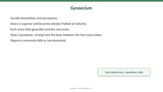 Gynoecium
Usually bicarpellary and syncarpous.
Ovary is superior and becomes deeply 4-lobed at maturity.
Each ovary lobe generally contains one ovule.
Style is gynobasic, arising from the base between the four ovary lobes.
Stigma is commonly bifid or two-branched.
Lamiaceae | MSc Teaching PPT • 15
Four-lobed ovary + gynobasic style
 