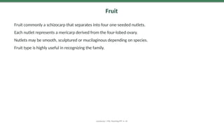 Fruit
Fruit commonly a schizocarp that separates into four one-seeded nutlets.
Each nutlet represents a mericarp derived from the four-lobed ovary.
Nutlets may be smooth, sculptured or mucilaginous depending on species.
Fruit type is highly useful in recognizing the family.
Lamiaceae | MSc Teaching PPT • 16
 