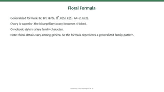 Floral Formula
Generalized formula: Br, Brl, /%, , K(5), C(5), A4–2, G(2).
⊕ ⚥
Ovary is superior; the bicarpellary ovary becomes 4-lobed.
Gynobasic style is a key family character.
Note: floral details vary among genera, so the formula represents a generalized family pattern.
Lamiaceae | MSc Teaching PPT • 18
 
