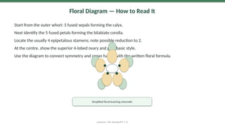 Floral Diagram — How to Read It
Start from the outer whorl: 5 fused sepals forming the calyx.
Next identify the 5 fused petals forming the bilabiate corolla.
Locate the usually 4 epipetalous stamens; note possible reduction to 2.
At the centre, show the superior 4-lobed ovary and gynobasic style.
Use the diagram to connect symmetry and organ fusion with the written floral formula.
Lamiaceae | MSc Teaching PPT • 19
Simplified floral teaching schematic
 