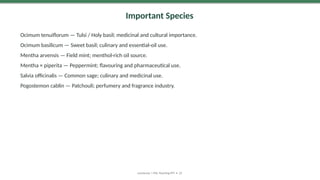 Important Species
Ocimum tenuiflorum — Tulsi / Holy basil; medicinal and cultural importance.
Ocimum basilicum — Sweet basil; culinary and essential-oil use.
Mentha arvensis — Field mint; menthol-rich oil source.
Mentha × piperita — Peppermint; flavouring and pharmaceutical use.
Salvia officinalis — Common sage; culinary and medicinal use.
Pogostemon cablin — Patchouli; perfumery and fragrance industry.
Lamiaceae | MSc Teaching PPT • 22
 