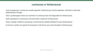 Lamiaceae vs Verbenaceae
Leaf arrangement: Lamiaceae usually opposite; Verbenaceae may be opposite, whorled or alternate
depending on lineage.
Stem: quadrangular stems are common in Lamiaceae but not diagnostic for Verbenaceae.
Style: gynobasic in Lamiaceae; terminal style is typical in Verbenaceae.
Ovary: deeply 4-lobed in Lamiaceae; commonly less deeply divided in many Verbenaceae.
Fruit: four nutlets are typical of Lamiaceae; fruit forms vary more broadly in Verbenaceae.
Lamiaceae | MSc Teaching PPT • 28
 