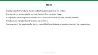Stem
Usually erect, branched and characteristically quadrangular in cross-section.
Four prominent angles may be associated with collenchymatous tissue.
Young stems are often green and herbaceous; older portions may become somewhat woody.
Glandular and non-glandular trichomes are common.
Teaching point: the quadrangular stem is a useful field clue, but not an absolute character for every species.
Lamiaceae | MSc Teaching PPT • 8
 