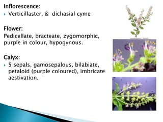 Inflorescence:
 Verticillaster, & dichasial cyme
Flower:
Pedicellate, bracteate, zygomorphic,
purple in colour, hypogynous.
Calyx:
 5 sepals, gamosepalous, bilabiate,
petaloid (purple coloured), imbricate
aestivation.
 