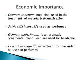  Ocimum sanctum : medicinal used in the
treatment of malaria & stomach ache
 Salvia officinalis : it’s used as perfumes
 Ocimum gatissimum: is an aromatic
ornamental plant. Seed are used for headache
 Lavandula angustifolia : extract from lavender
oil used in perfumes
 