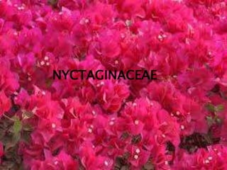 NYCTAGINACEAE
 