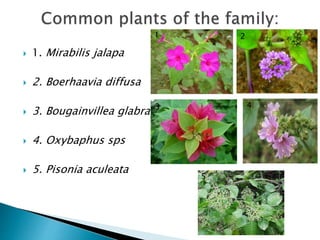 1. Mirabilis jalapa
 2. Boerhaavia diffusa
 3. Bougainvillea glabra
 4. Oxybaphus sps
 5. Pisonia aculeata
1 2
3 4
5
 