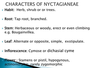  Habit: Herb, shrub or or trees.
 Root: Tap root, branched.
 Stem: Herbaceous or woody, erect or even climbing
e.g. Bougainvillea.
 Leaf: Alternate or opposite, simple, exstipulate.
 Inflorescence: Cymose or dichasial cyme
 Flower : Stamens or pistil, hypogynous,
actinomorphic, rarely zygomorphic
 