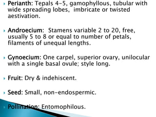  Perianth: Tepals 4-5, gamophyllous, tubular with
wide spreading lobes, imbricate or twisted
aestivation.
 Androecium: Stamens variable 2 to 20, free,
usually 5 to 8 or equal to number of petals,
filaments of unequal lengths.
 Gynoecium: One carpel, superior ovary, unilocular
with a single basal ovule; style long.
 Fruit: Dry & indehiscent.
 Seed: Small, non-endospermic.
 Pollination: Entomophilous.
 