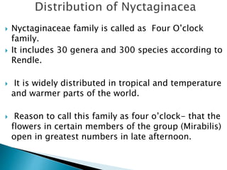  Nyctaginaceae family is called as Four O’clock
family.
 It includes 30 genera and 300 species according to
Rendle.
 It is widely distributed in tropical and temperature
and warmer parts of the world.
 Reason to call this family as four o’clock- that the
flowers in certain members of the group (Mirabilis)
open in greatest numbers in late afternoon.
 