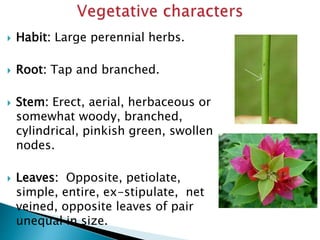  Habit: Large perennial herbs.
 Root: Tap and branched.
 Stem: Erect, aerial, herbaceous or
somewhat woody, branched,
cylindrical, pinkish green, swollen
nodes.
 Leaves: Opposite, petiolate,
simple, entire, ex-stipulate, net
veined, opposite leaves of pair
unequal in size.
 