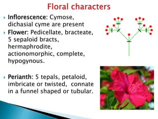  Inflorescence: Cymose,
dichasial cyme are present
 Flower: Pedicellate, bracteate,
5 sepaloid bracts,
hermaphrodite,
actionomorphic, complete,
hypogynous.
 Perianth: 5 tepals, petaloid,
imbricate or twisted, connate
in a funnel shaped or tubular.
 