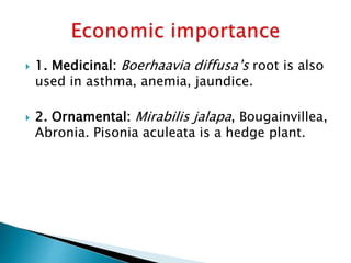  1. Medicinal: Boerhaavia diffusa’s root is also
used in asthma, anemia, jaundice.
 2. Ornamental: Mirabilis jalapa, Bougainvillea,
Abronia. Pisonia aculeata is a hedge plant.
 
