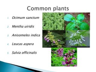 1. Ocimum sanctum
2. Mentha uiridis
3. Anisomeles indica
4. Leucas aspera
5. Salvia officinalis
21
3 4
5
 