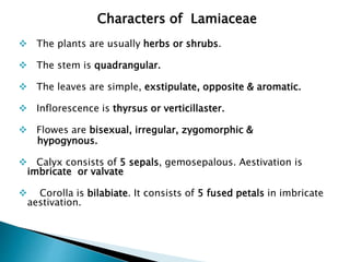  The plants are usually herbs or shrubs.
 The stem is quadrangular.
 The leaves are simple, exstipulate, opposite & aromatic.
 Inflorescence is thyrsus or verticillaster.
 Flowes are bisexual, irregular, zygomorphic &
hypogynous.
 Calyx consists of 5 sepals, gemosepalous. Aestivation is
imbricate or valvate
 Corolla is bilabiate. It consists of 5 fused petals in imbricate
aestivation.
Characters of Lamiaceae
 